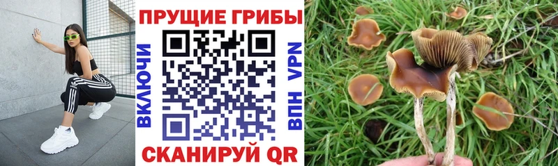 Псилоцибиновые грибы Cubensis  что такое   Каменск-Шахтинский 